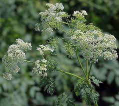 Image result for Conium