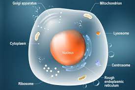 Red blood cells, called erythrocytes, are the vertebrate body's main means of carrying oxygen from the lungs or gills to body \൴issues via the blood. Animal Cells And The Membrane Bound Nucleus