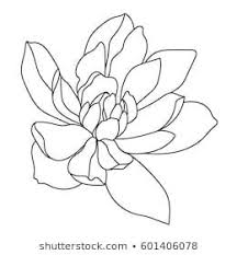 Outline Flower Izobrazheniya Stokovye Fotografii I Vektornaya Grafika Shutterstock V 2020 G Tropicheskie Cvety Magnoliya Grafika