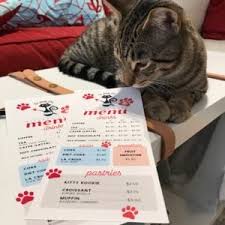 We are not accepting reservations for our cat cafe until after we determine another reopen date. Cat Expert Steve Dale On The Opening Of The Windy Kitty Cat Cafe Chicago