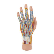 • muscle tissues develop from embryonic cells. Hand Model W Muscles Tendons 3 Part 3b Scientific 1000349 M18