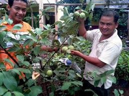 Ternyata ini masalah yang hampir dirasakan oleh semua pembudidaya tanaman ini. Bibit Jambu Kristal Siap Ditanam Tersedia