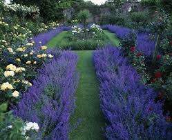 Formal Garden Looking Elegant With Soft Yellow Roses And Catmint Creating A Soft Blue Perennial Border Garden Lavender Garden Pergola Garden Beautiful Gardens