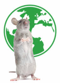 At stanley pest control, our team of professional exterminators starts protecting your home by conducting a thorough inspection with a focus on areas. Rodent Rats Mice Los Angeles Natural Pest Control By Green Earth Pest Control Green Earth Pest Control