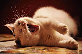 Tips Tricks Is It Possible To Convince Your Cat To Sleep In His Or Her Own Bed Katzenworld