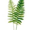 Shop wayfair for all the best ferns wall art. 1