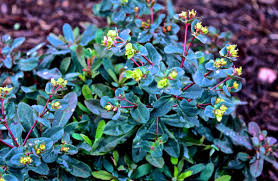 Image result for Euphorbia ugandensis