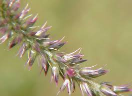 Image result for Achyranthes