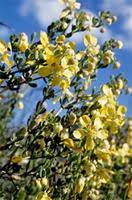 Image result for Zygophyllum cuneifolium