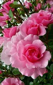 Love Love Flowers Beautiful Flowers Most Beautiful Flowers