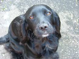 Full Grown Black American Cocker Spaniel Sweet Face Cocker Chien Cocker Anglais
