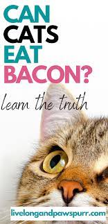Can You Feed Cats Bacon Cat Questions Can Cats Eat Pumpkin Cats