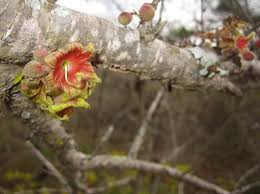 Image result for Schlechterina mitostemmatoides