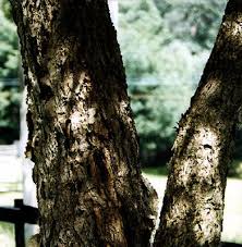 Image result for Acacia abyssinica