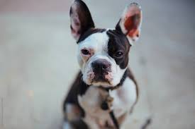 Maybe you would like to learn more about one of these? Boston Terrier French Bulldog Mix By Danny Pellissier