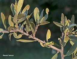 Image result for Boscia albitrunca