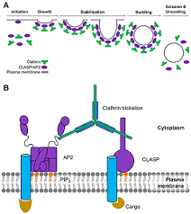 Clathrin is a protein that plays a major role in the formation of coated vesicles. Frontiers Weak Molecular Interactions In Clathrin Mediated Endocytosis Molecular Biosciences