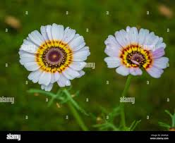 Image result for Glebionis carinata `German Flag`