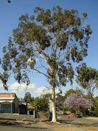 They are valuable sources of hardwood and oils. 12 Popular Gum Tree Species Tree Gum Tree Australian Native Plants