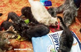 Amicus has now become a thriving company doing marketing expansion to several areas in indonesia and asia. Tips Memilih Makanan Kucing Cat Food Ini Adalah Bellarina Natasya