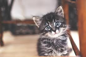 And you are finding for perfect female cat names. 293 Cute Kitten Names Lovetoknow
