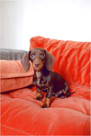 Puppies available at this time) not everyone qualifies for a payment plan pup. Standard Dachshund Puppies For Sale In Pa