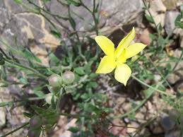 Image result for Menodora