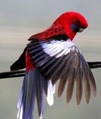 The rosella was introduced to new zealand in the early 1900's and is now common throughout the north island and in the dunedin area. 78 Birds Of New Zealand Ideas Birds Pet Birds Bird