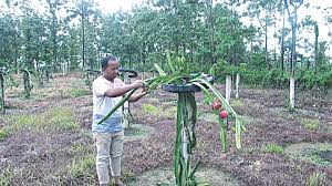 Maybe you would like to learn more about one of these? Change Maker Dragon Fruit Kindles Hope Pakistan Defence