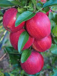 apples ile ilgili gÃ¶rsel sonucu
