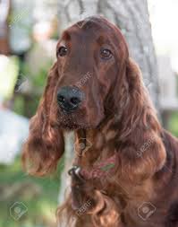 Small dog breeds with long hair include shih tzu. Long Haired Brown Dog With Long Hair Stock Photo Picture And Royalty Free Image Image 80057678
