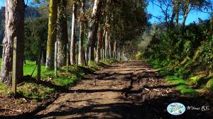 El Alto de Requintaderos ha visto crecer a Murillo... ...desde que era una  aldea hasta el día hoy ha sido testigo de su trasegar... ...sus caminos  también cuentan historias de Arrieros, Mulas,