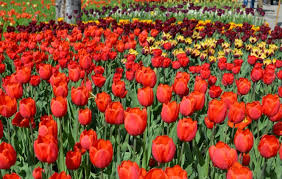 Tulipan im britzer garten berlin. Tulipan In The Britzer Garten Grun Berlin