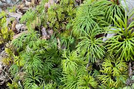 Image result for Lycopodium