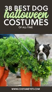 Not too big and with short pointy ears. Costumes Reenactment Theater Beetlejuice Dog Fancy Dress Halloween Tim Burton Ghost Puppy Animal Pet Costume Clothing Shoes Accessories