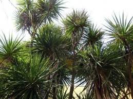 Various members of the genus cordyline native to new zealand. What Are Cabbage Palms Information On Cabbage Palm Care Trees To Plant Palm Trees Ornamental Trees