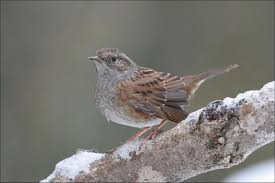 Der Zaunkonig Einer Der Kleinsten Vogel Europas Eigentlich Leicht Zu Bestimmen Aber Was Wenn S Schnell Geht Kleine Gartenvogel Im Portrat Avec Images Accenteur Mouchet