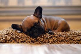 French bulldog puppies purchased at the akc registered and usda licensed french bulldog kennel have all the important things like dog vaccinations and, of course, sales contract, all the appropriate certificates and other documents: French Bulldog Puppy Socialization French Bulldog Breed