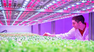 Lighting is the most important aspect of creating a perfect indoor farming environment. In This Huge Urban Farming Lab Led Recipes Grow Juicier Tomatoes An