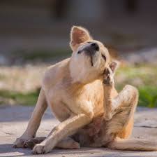 Itchy dogs may benefit from shampoo ingredients such as oatmeal and aloe. 3 Reasons Your Dog Keeps Scratching Dog Scratching