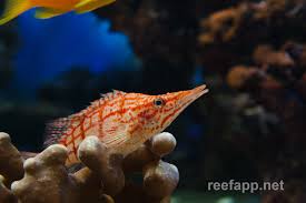 Image result for Oxyrhachis