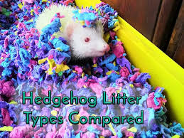 Hedgehog Litter Types Compared Heavenly Hedgies
