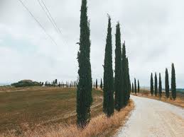cipressi itstuscany tuscany photo country roads tuscany