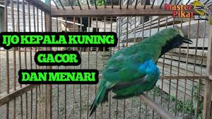 Download lagu mp3 & video: Cucak Ijo Kepala Kuning Ngamuk Cucak Ijo Menari Cucak Ijo Gacor Youtube