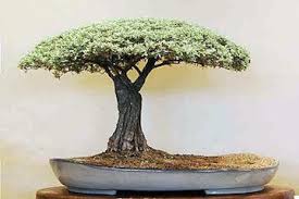 We carry a large variety of nursery stock over 5000 trees in various stages of development. African Bonsai Luis Nel Bonsai Tree Bonsai Art Japanese Bonsai