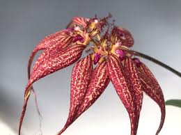 Image result for Bulbophyllum scaberulum