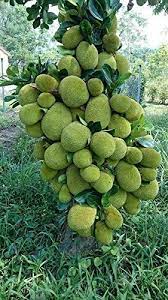 Though trees generally take a long time to mature, jackfruit trees are comparatively fast growers! Rain Forest Grafted Katahal Artocarpus Heterophyllus Jack Fruit Tree 1 Healthy Live Plant 2 Feet Amazon In Garden Outdoors