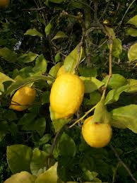 Maybe you would like to learn more about one of these? Limoni Online Dal Produttore Direttamente A Casa Tua