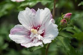Image result for Hibiscus fuscus
