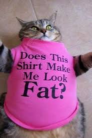 Start studying animals wearing clothes!. Cute Animals Wearing Clothes Tags Cat Wearing A Shirt Funny Cat Meme Funny Animal Pictures Cute Animals Cats